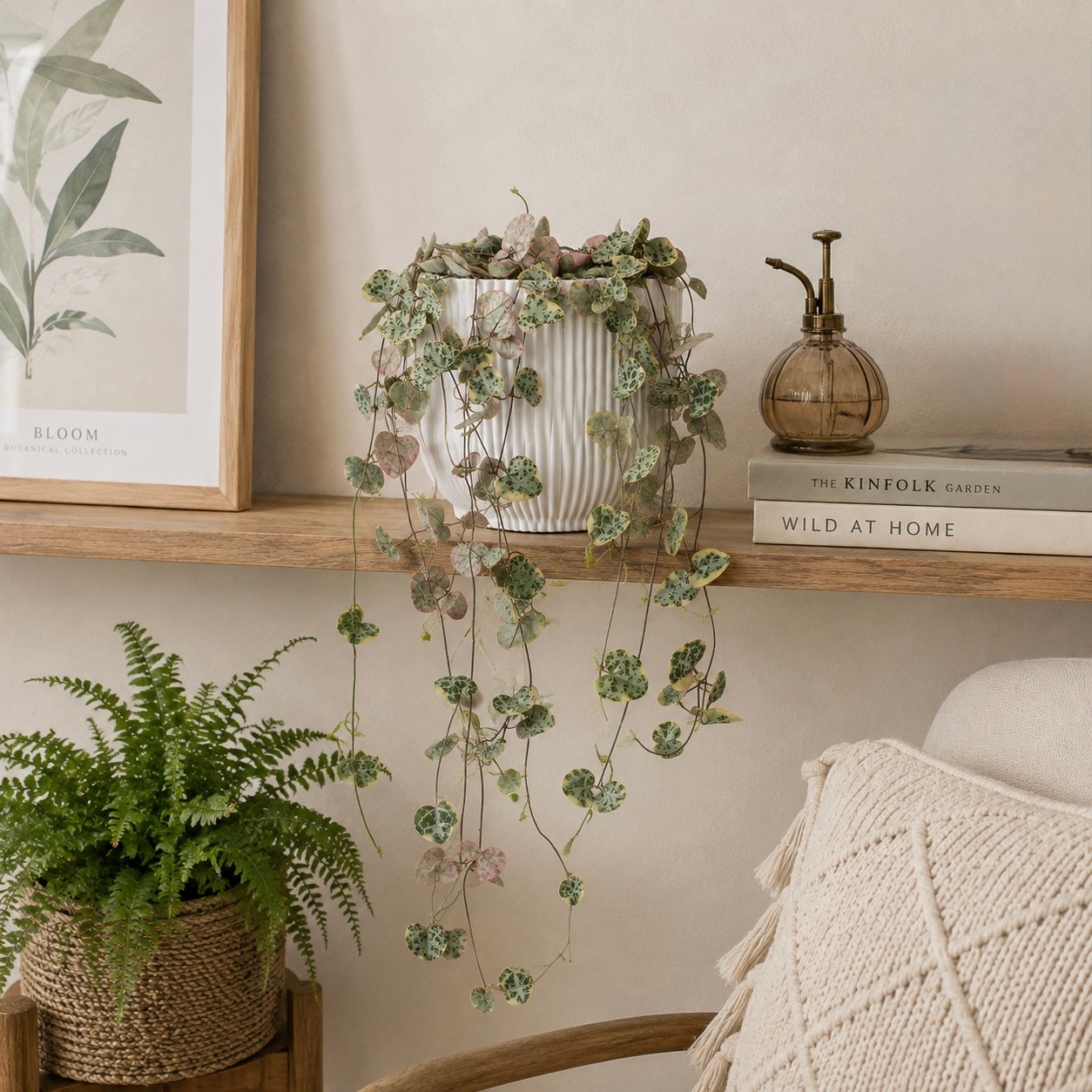 String of Hearts Variegated 12cm Houseplant