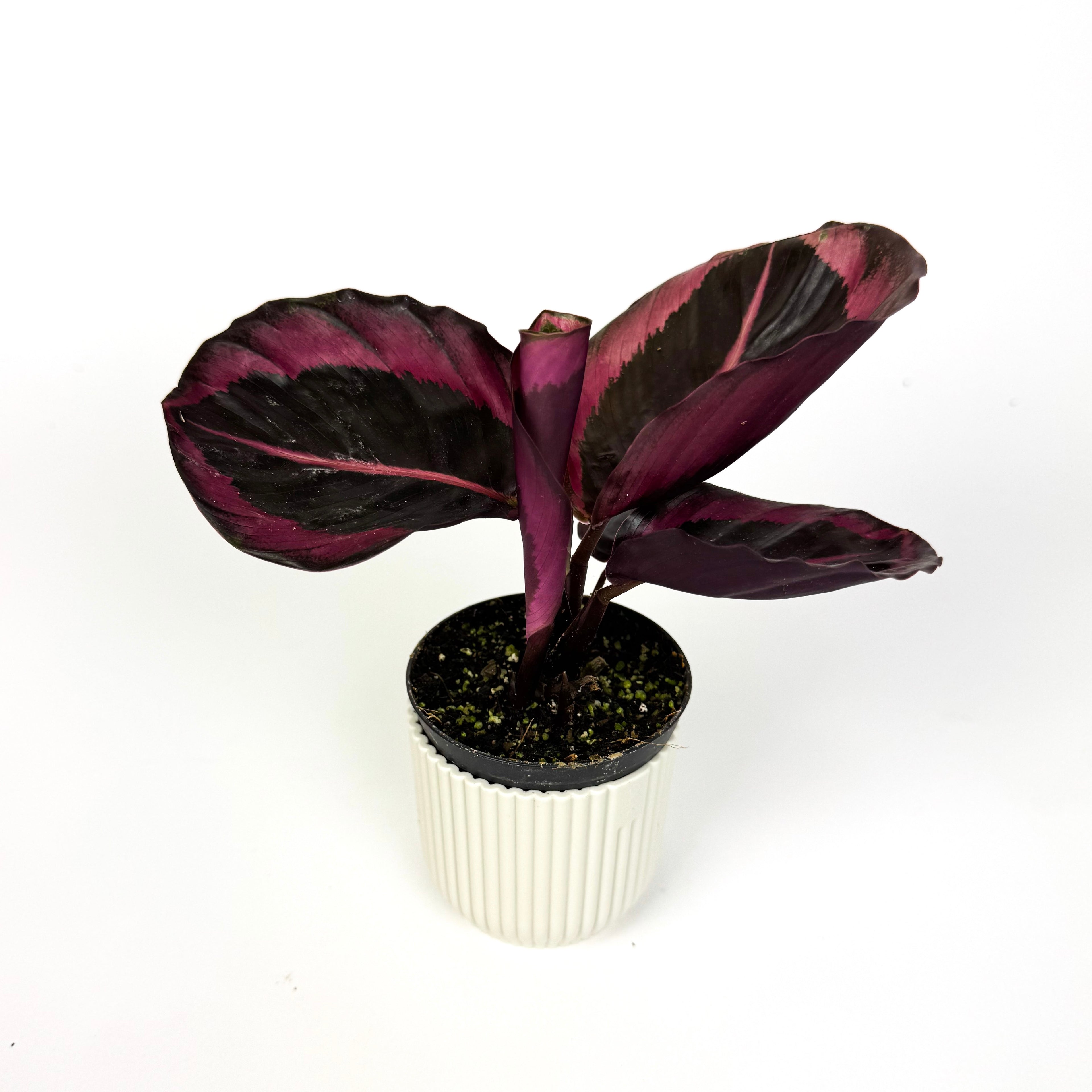 Mini Calathea Princess Jesse Houseplant