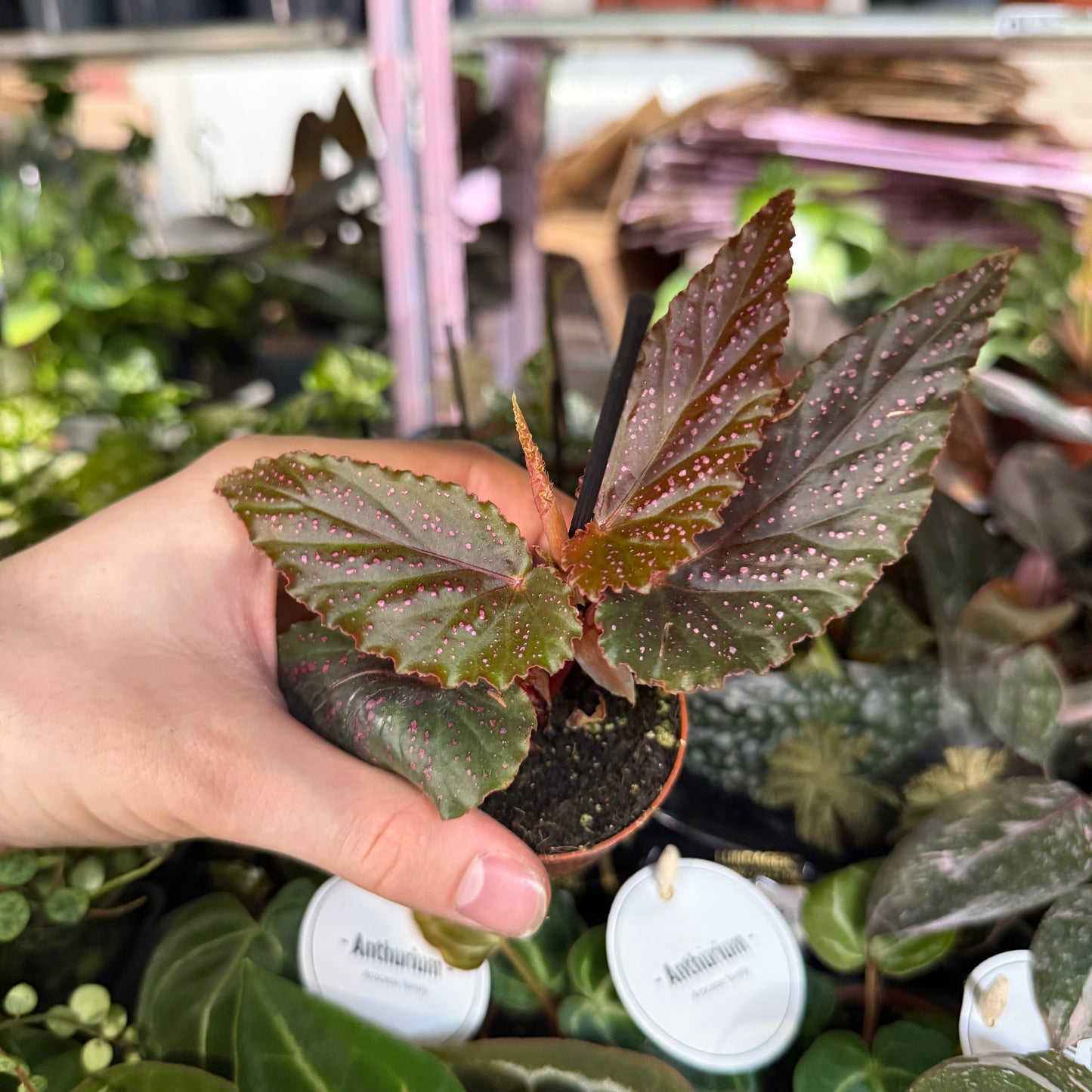 Mini Plants Bundle