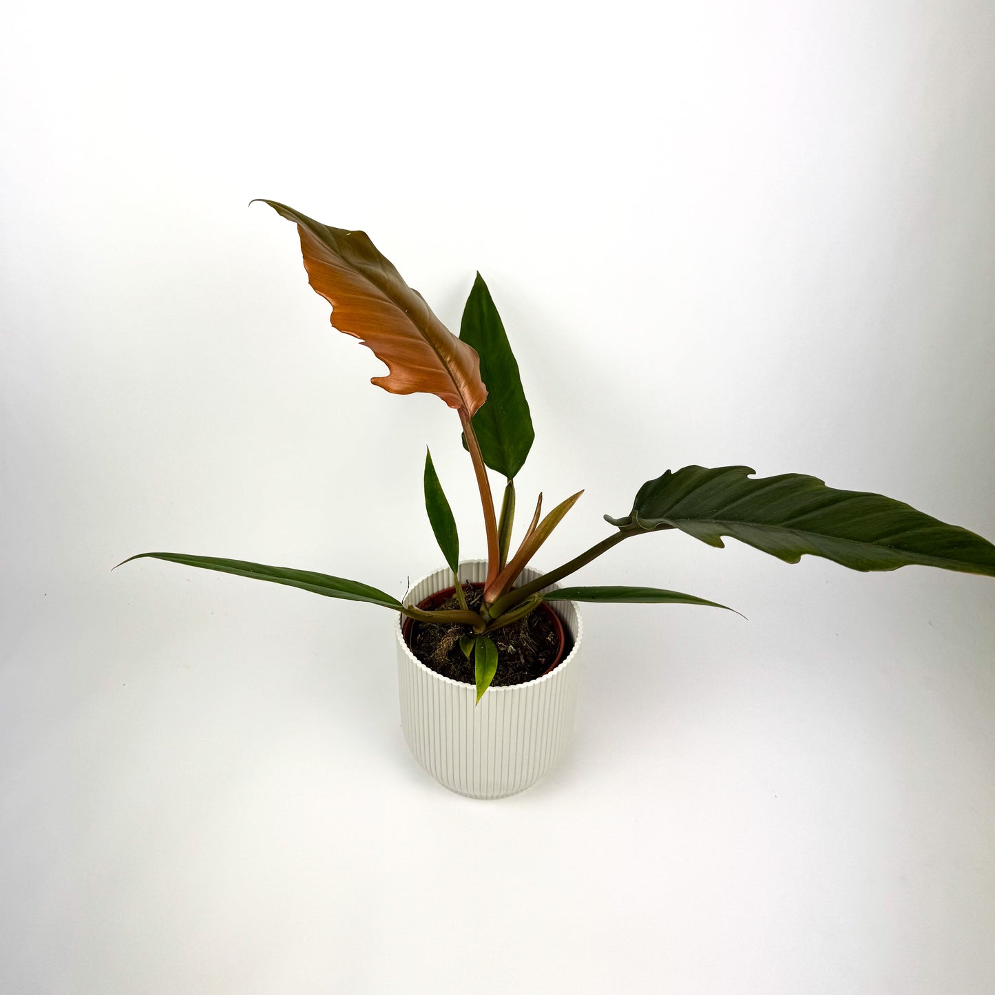 Philodendron Choco Empress Houseplant