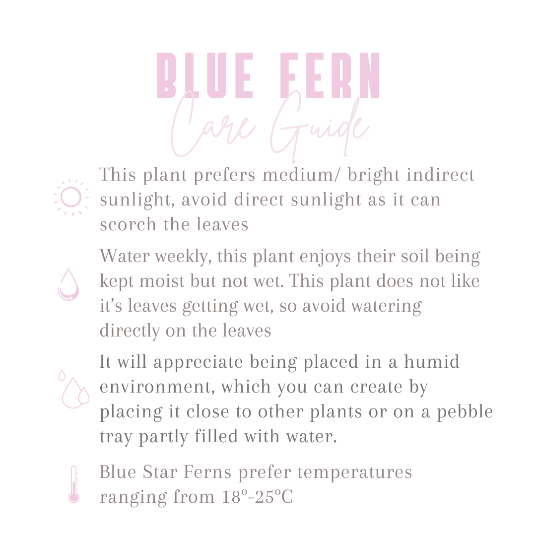 Blue Star Fern Indoor Houseplant