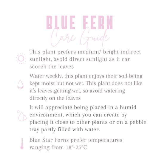 Blue Star Fern Indoor Houseplant