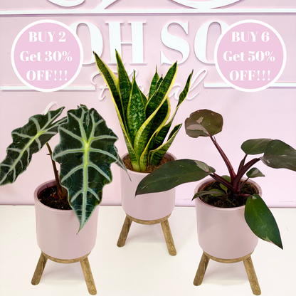 The Plant Parent Bundle - HUGE Savings on bundles