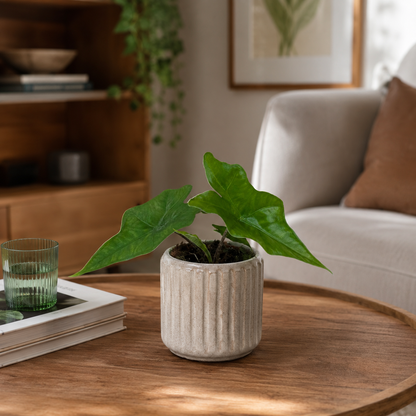 Alocasia Batwing Houseplant