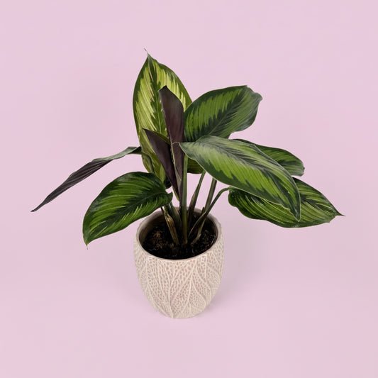 Calathea Houseplant And Pink Leaf Ceramic Pot Gift Set