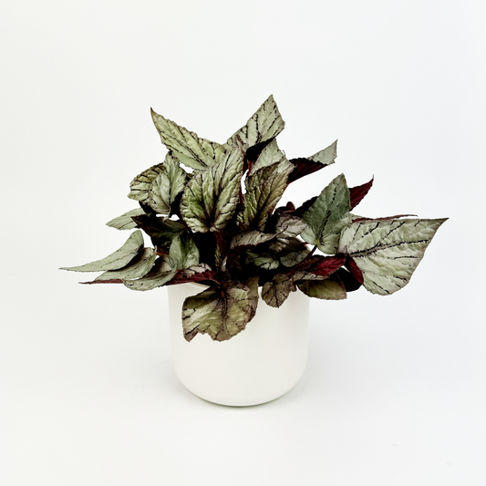 Begonia Rex Arctic Breeze Indoor Houseplant