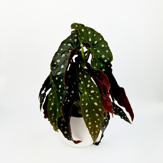 Begonia Maculata Wings Houseplant