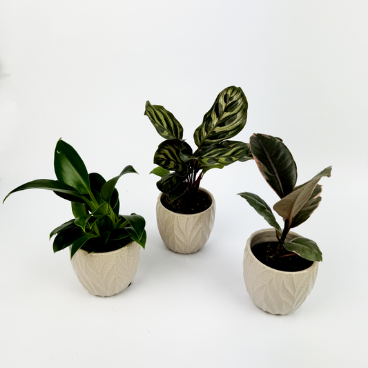 Baby Trio With Cream Ceramic Pots Rubber plant, peacock plant and a Philodendron