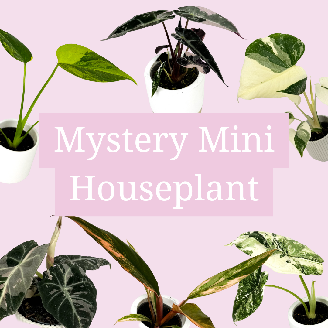 Monthly Mystery Mini Houseplant Subscription