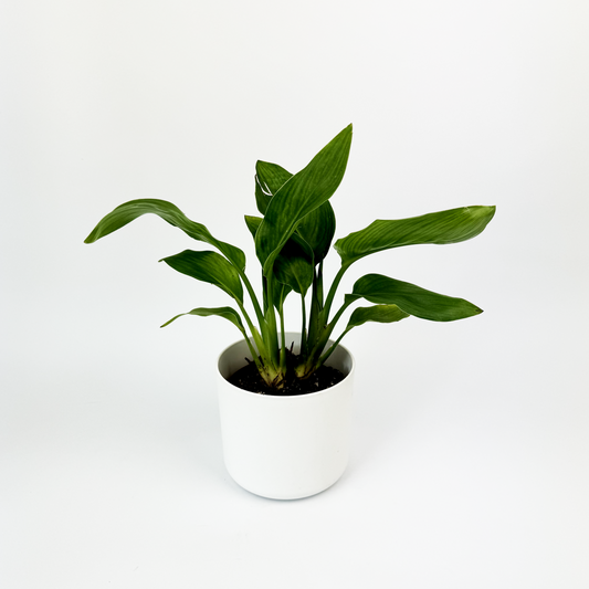 Bird Of Paradise 13cm Houseplant