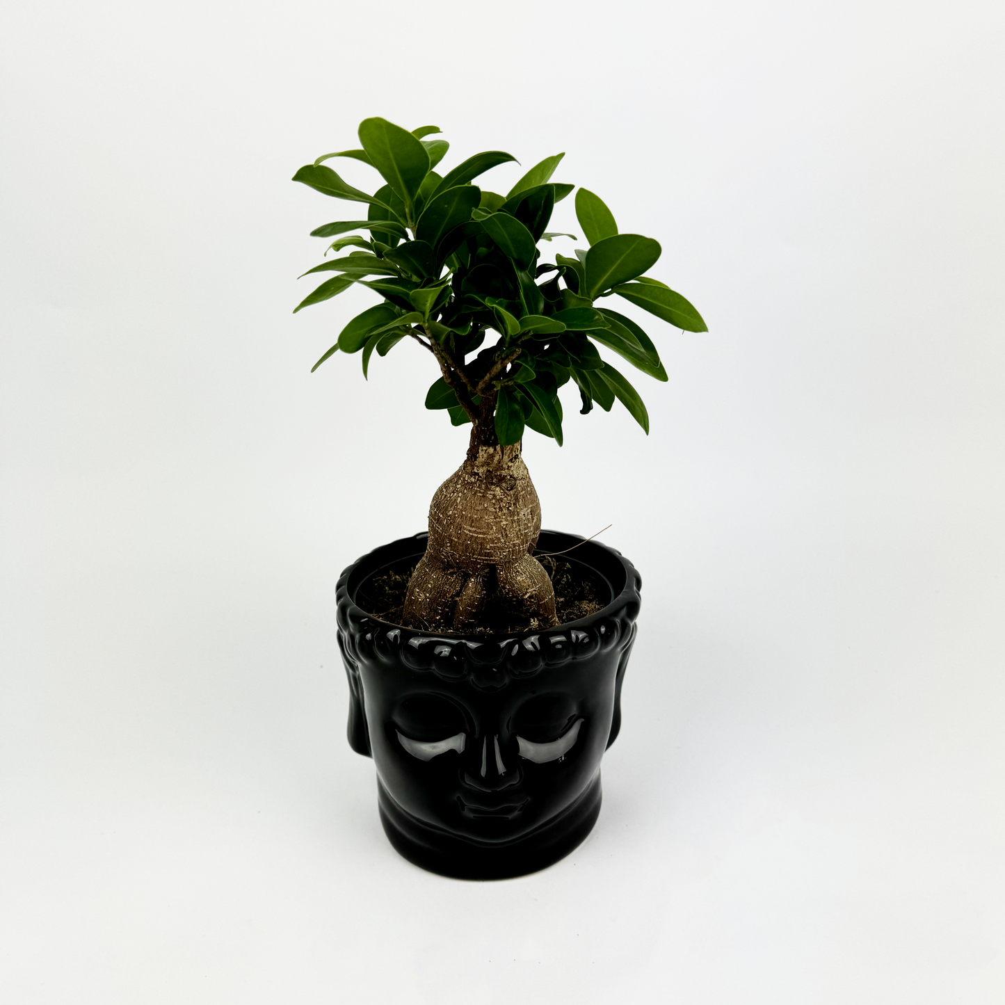 Ficus Ginseng in Black Buddha Pot