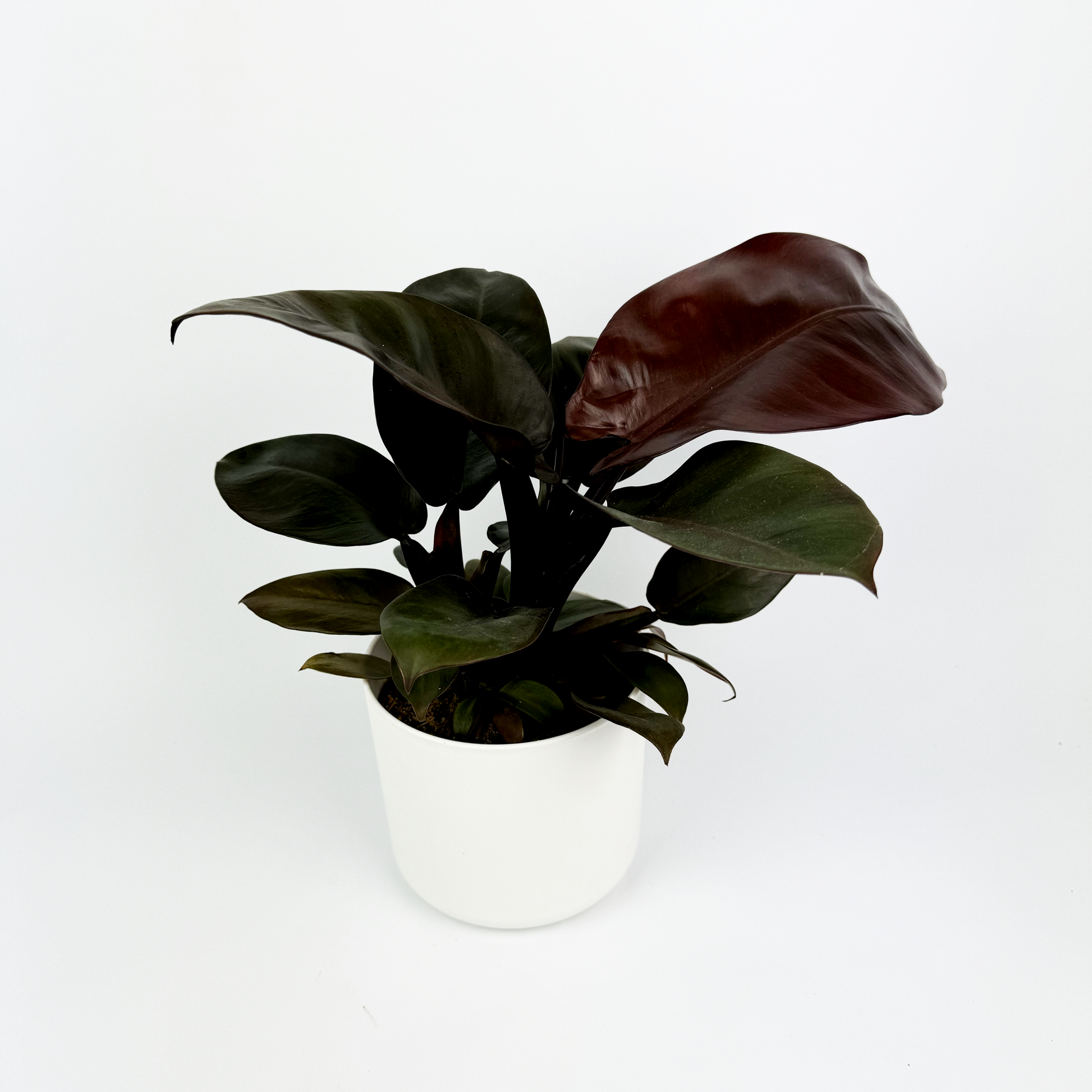 indoor philodendron black cardinal Philodendron Black cardinal 14cm Indoor Houseplant – OH SO Floral