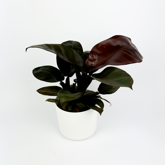 Philodendron Black cardinal Indoor Houseplant