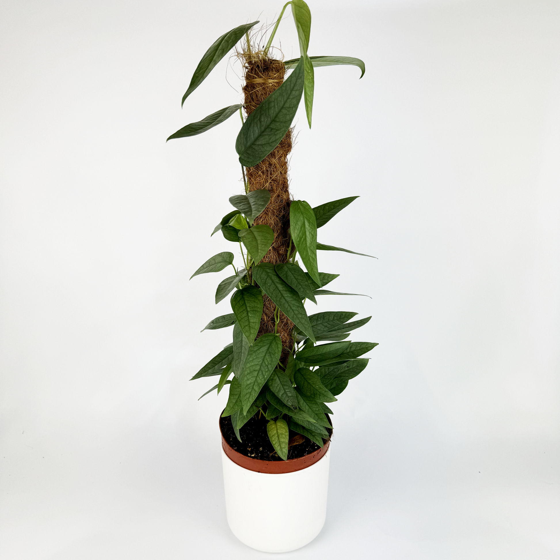 cebu blue pothos moss pole Epipremnum Cebu Blue Moss Pole Houseplant – OH SO Floral