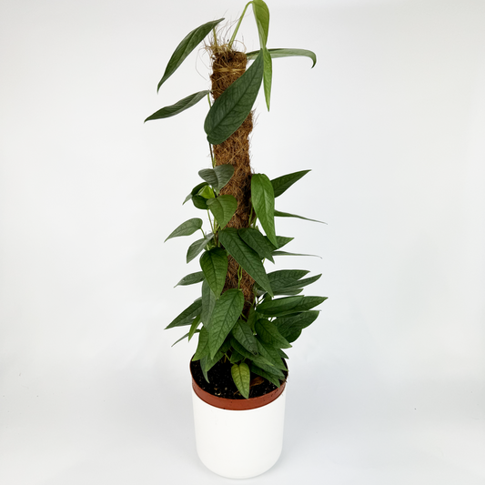 Epipremnum Cebu Blue Moss Pole Houseplant