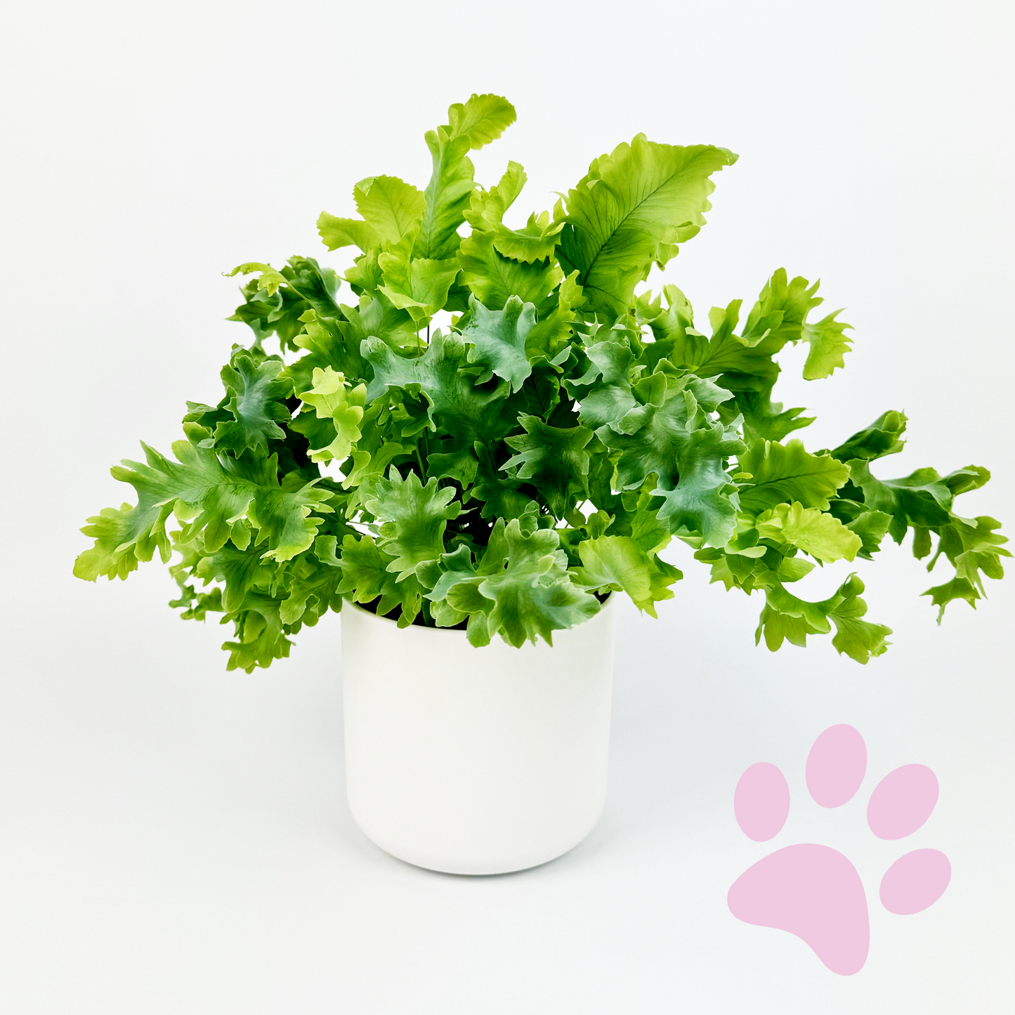 Blue Star Fern Indoor Houseplant