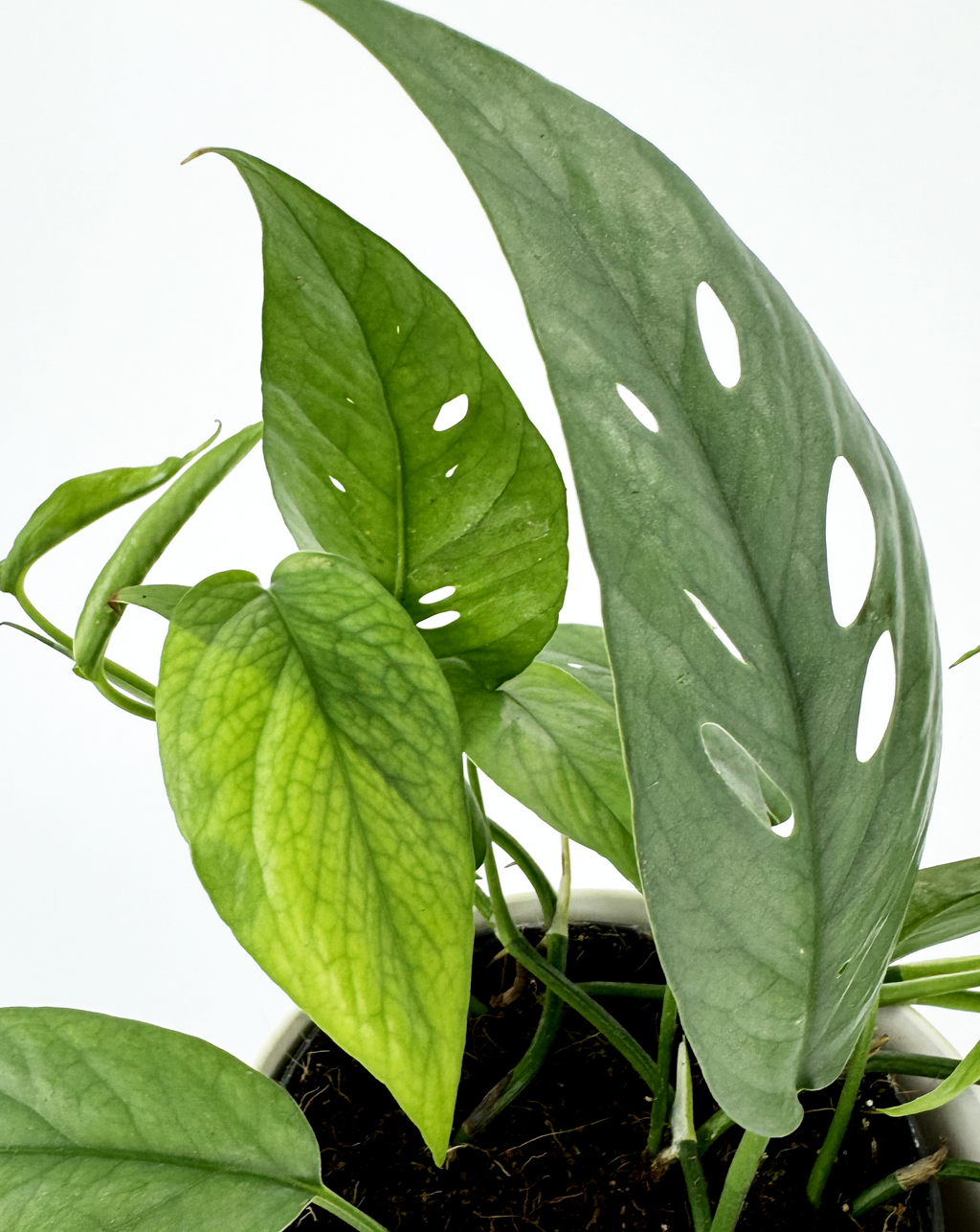 Blue Pothos Indoor Houseplant