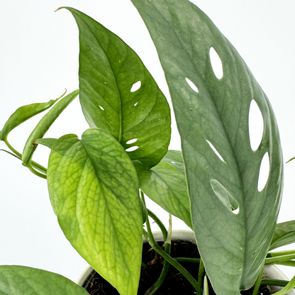 Blue Pothos Indoor Houseplant