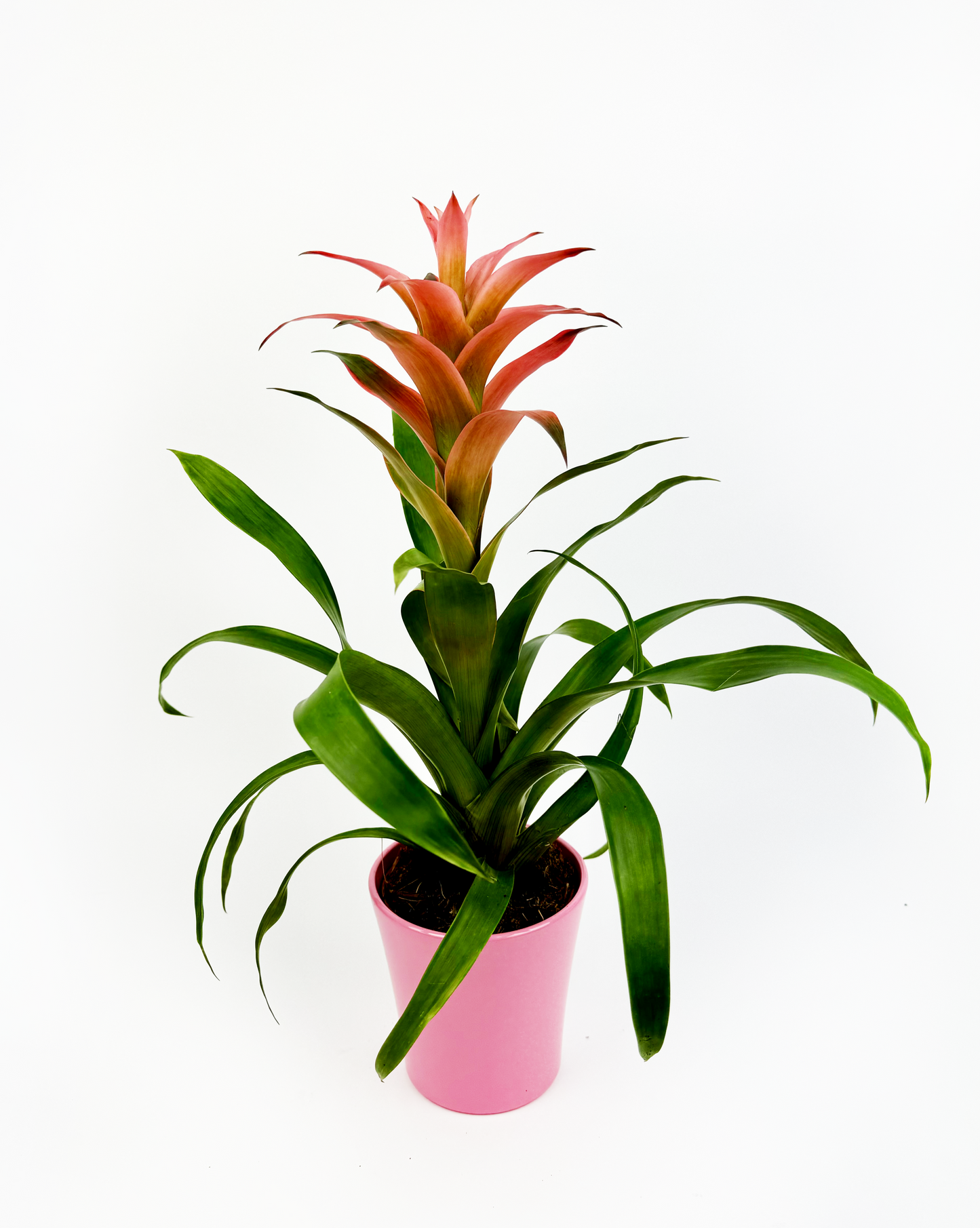 Peach Guzmania Tropical Indoor Houseplant With Pot