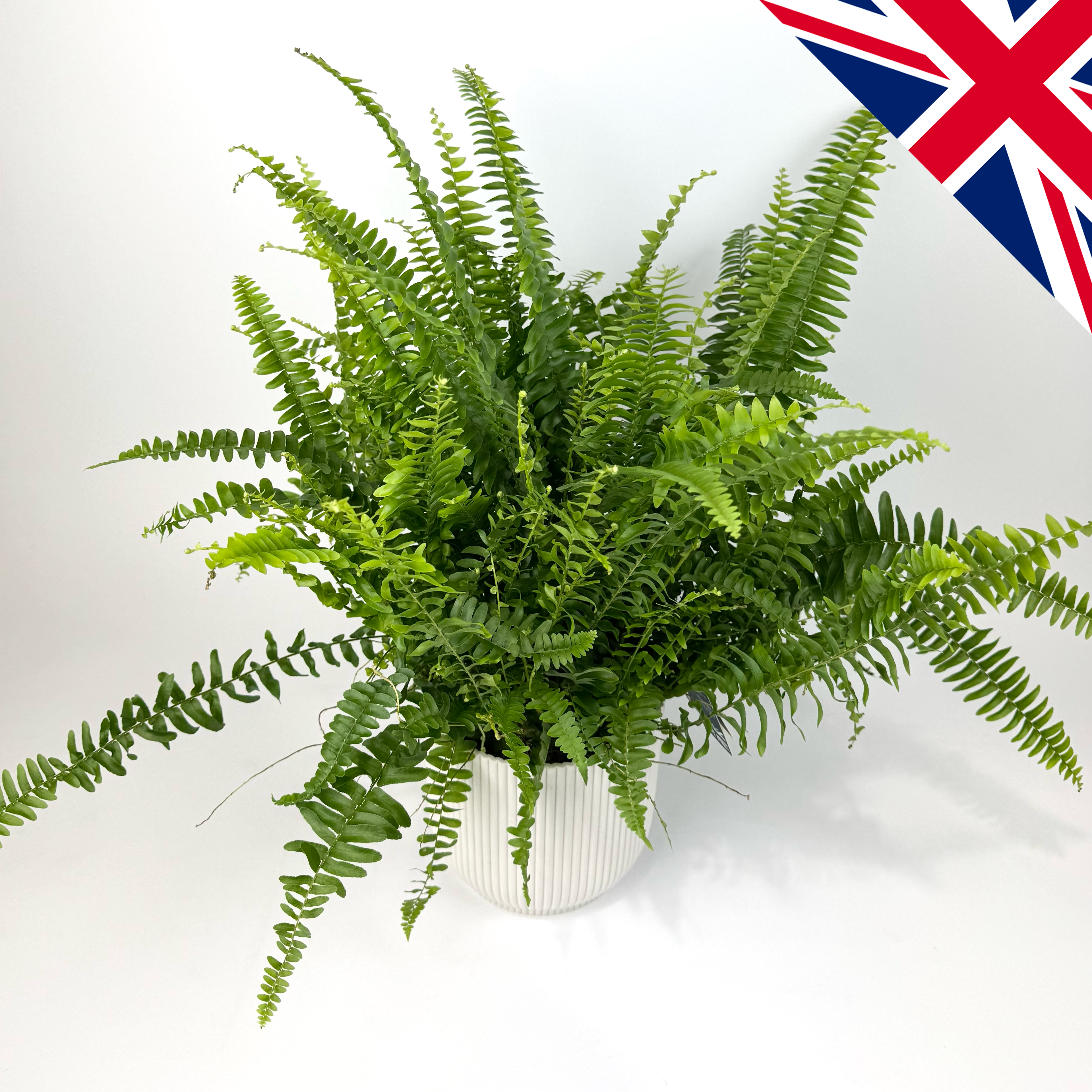 Boston Fern 12cm British Grown Houseplant