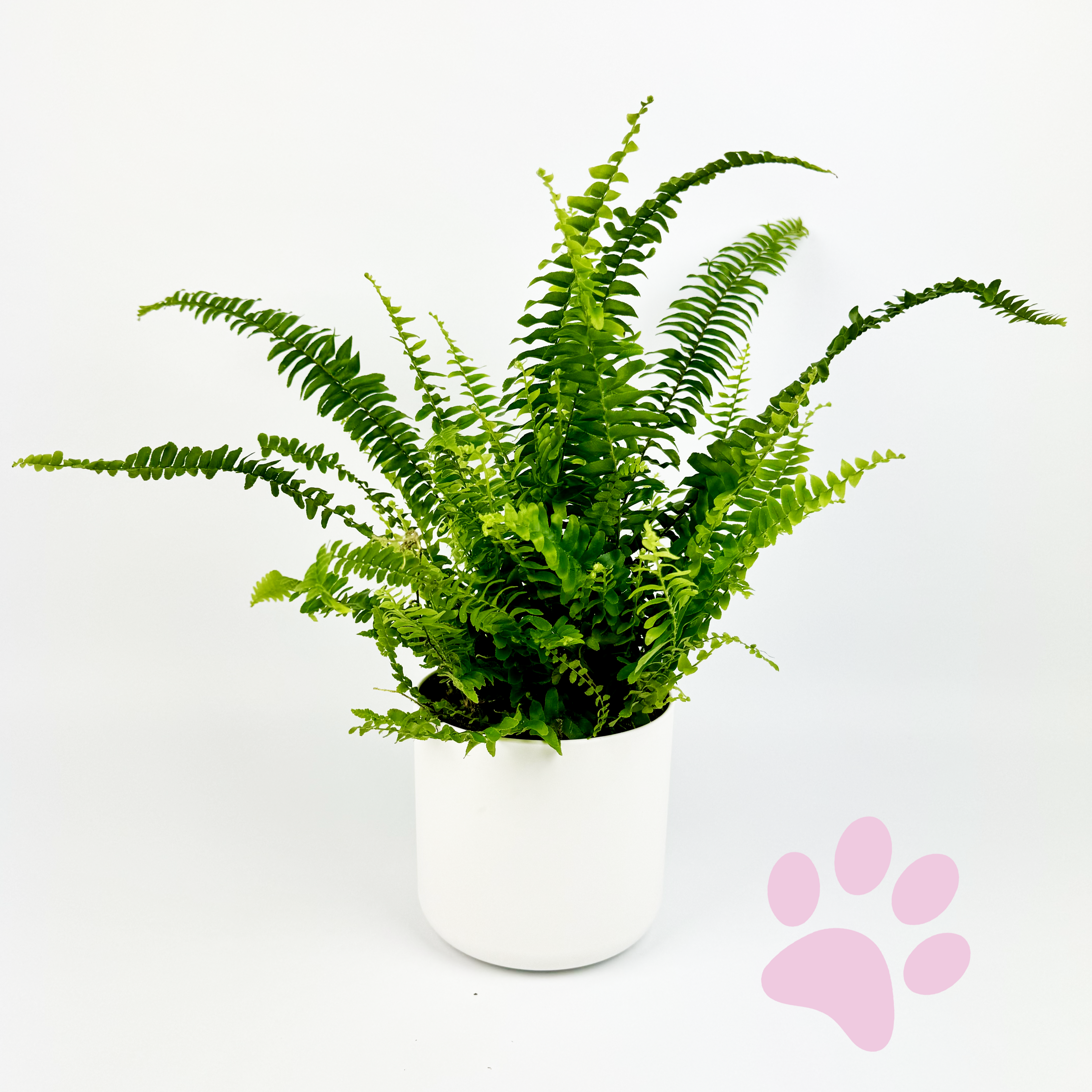 Boston Fern Indoor Houseplant