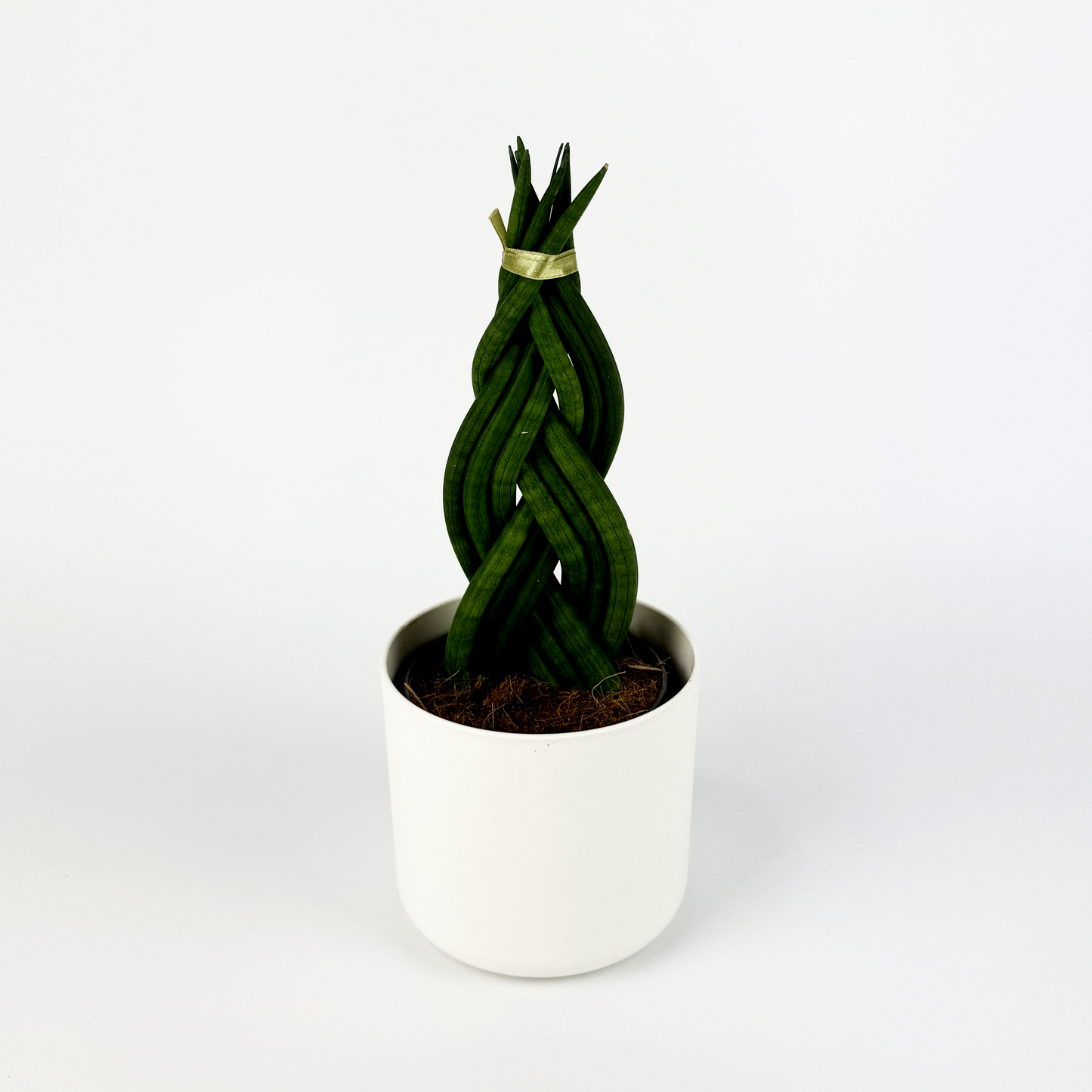 Sansevieria Braided Houseplant