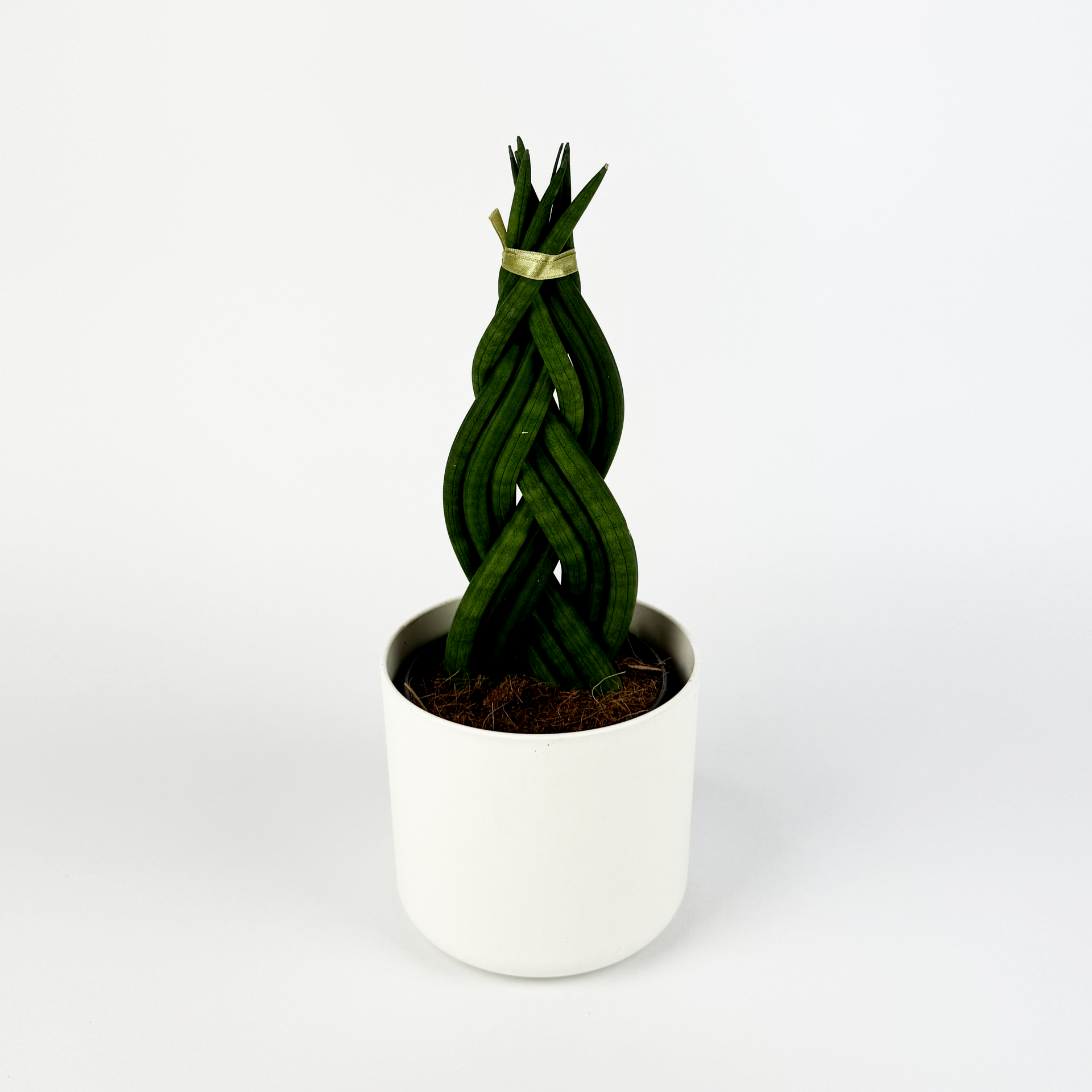 Sansevieria Braided Houseplant – OH SO Floral