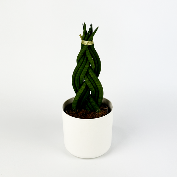braided snake plant growth Sansevieria Braided Houseplant – OH SO Floral