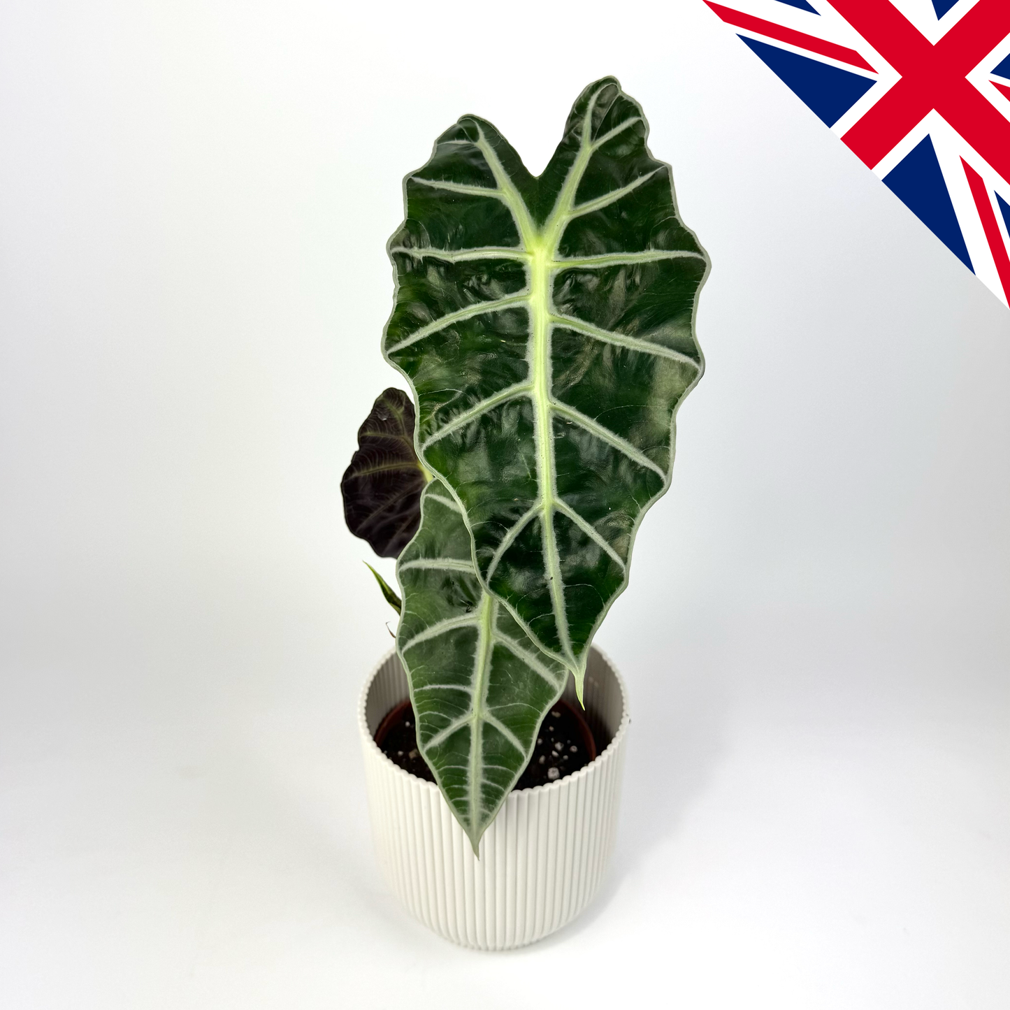 Dwarf Alocasia Amazonica 12cm British Grown Houseplant