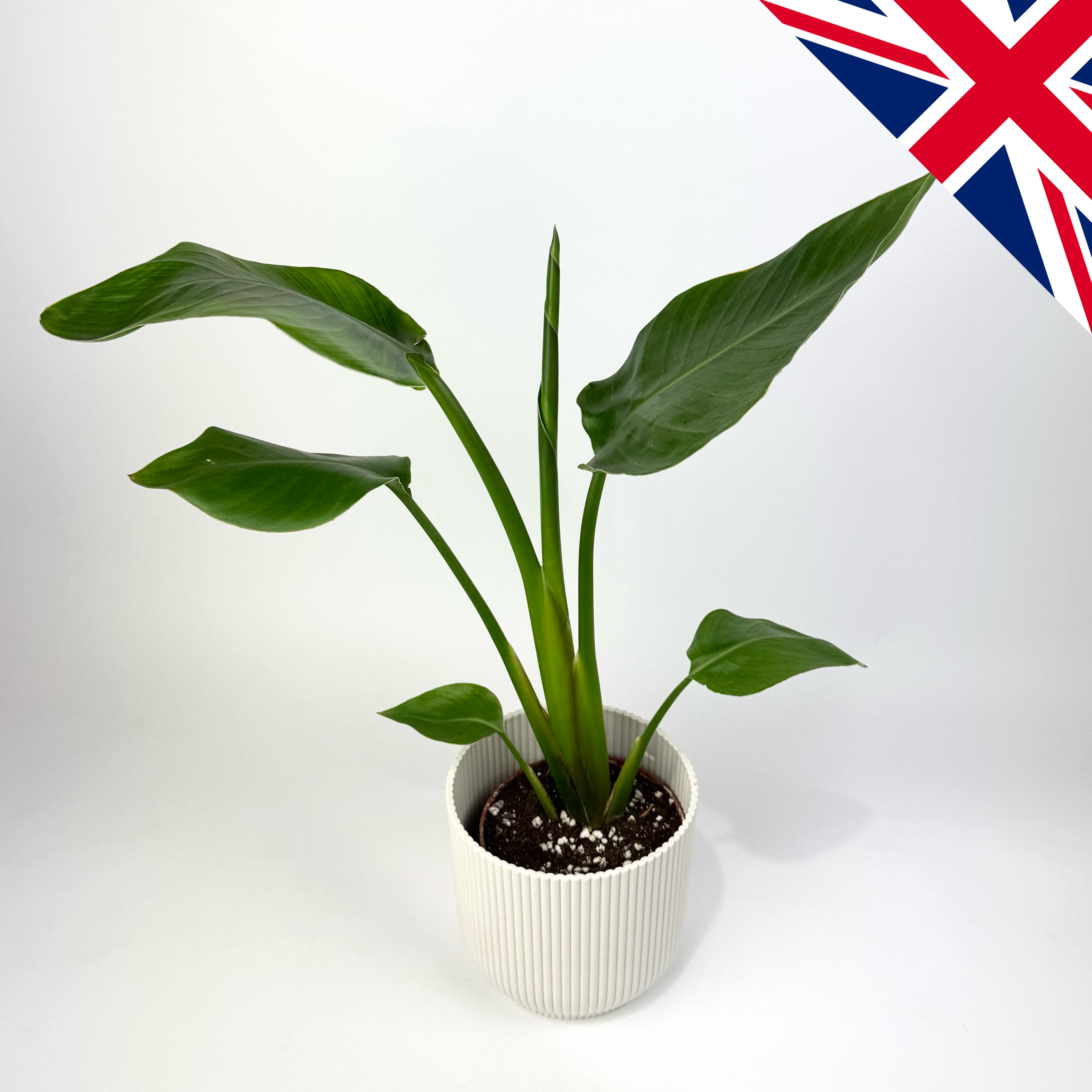 Strelitzia Nicolai 12cm British Grown Houseplant