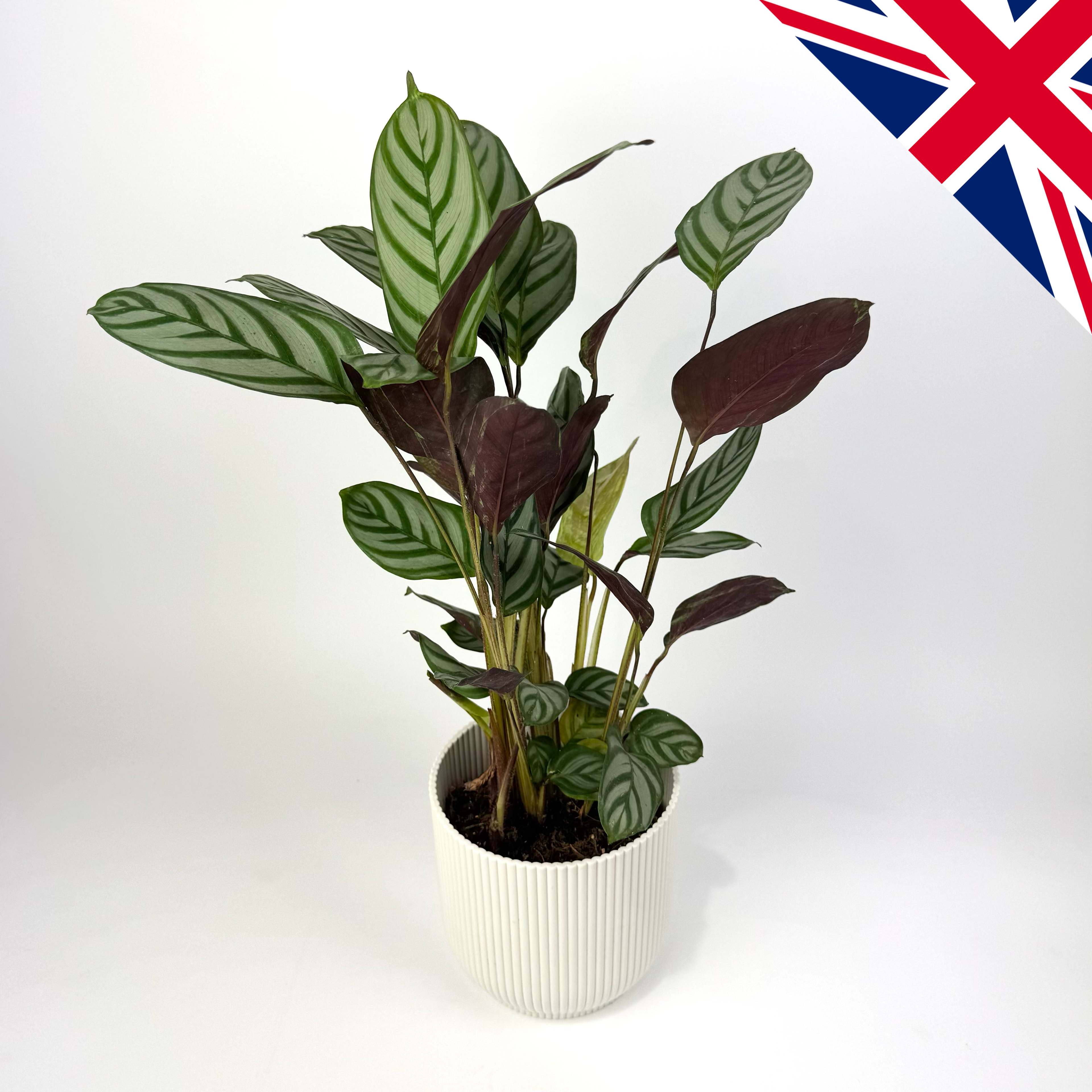 Calathea Compactstar 12cm British Grown Houseplant