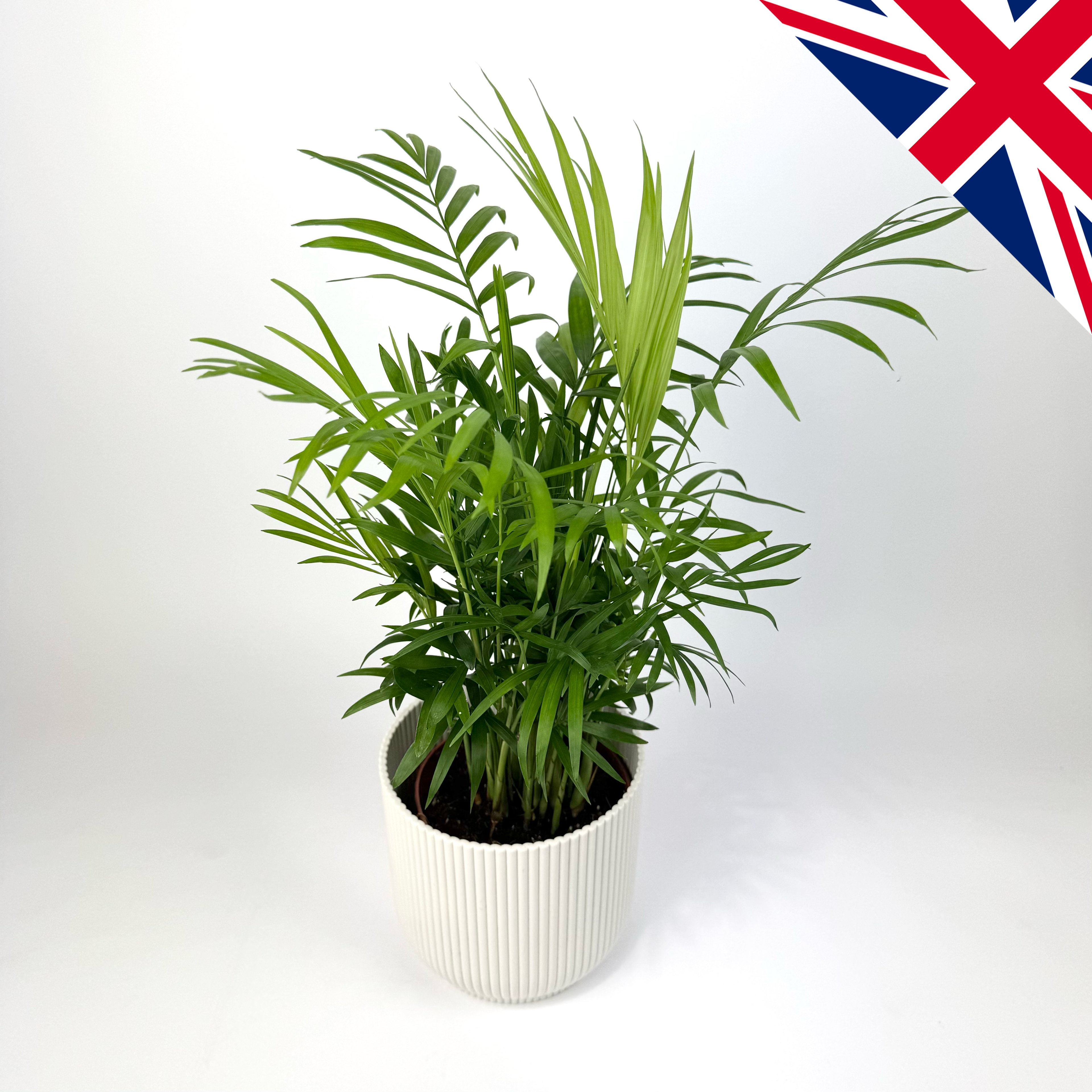 Chamaedorea Elegans British Grown 12cm Houseplants