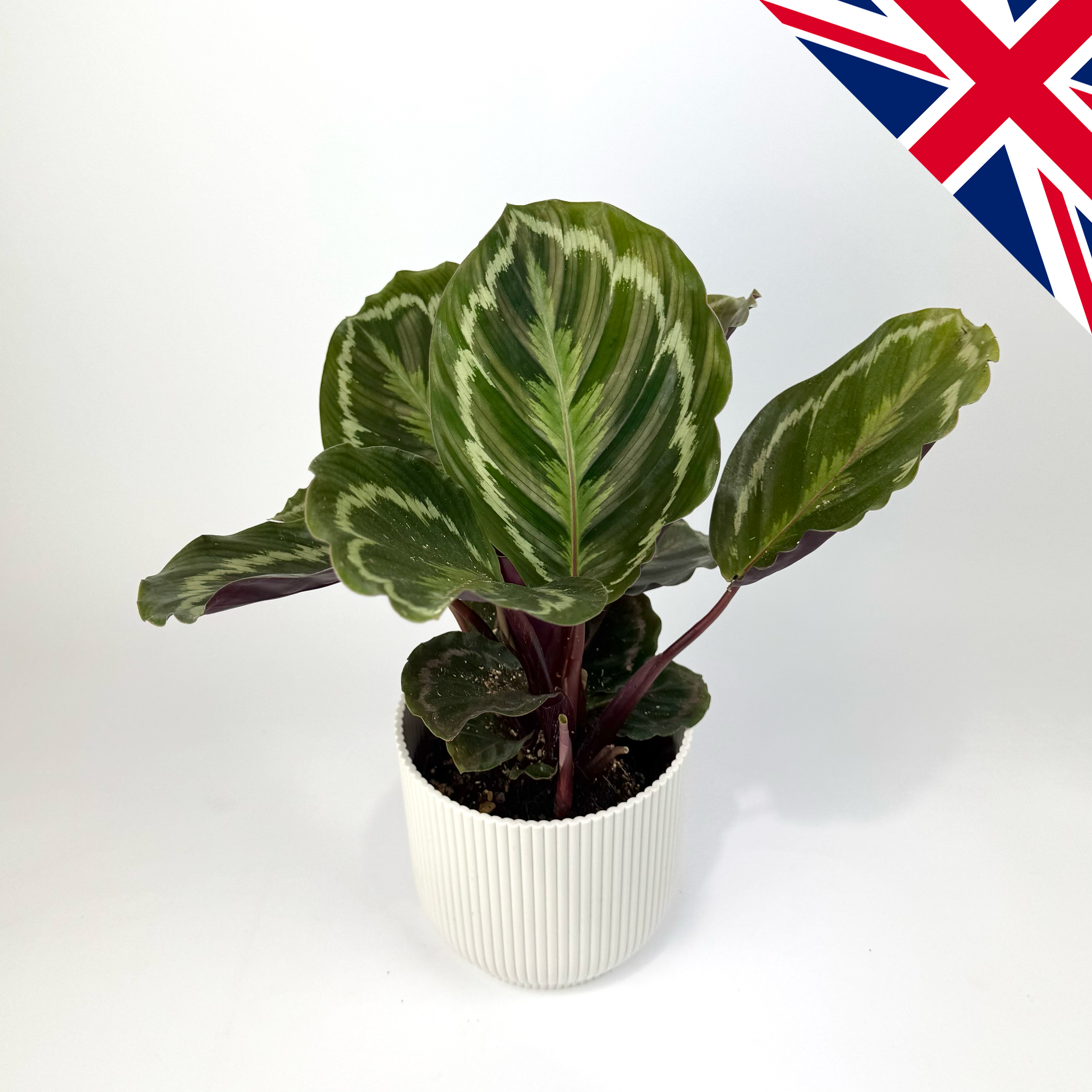 Calathea Medallion 12cm British Grown Houseplant