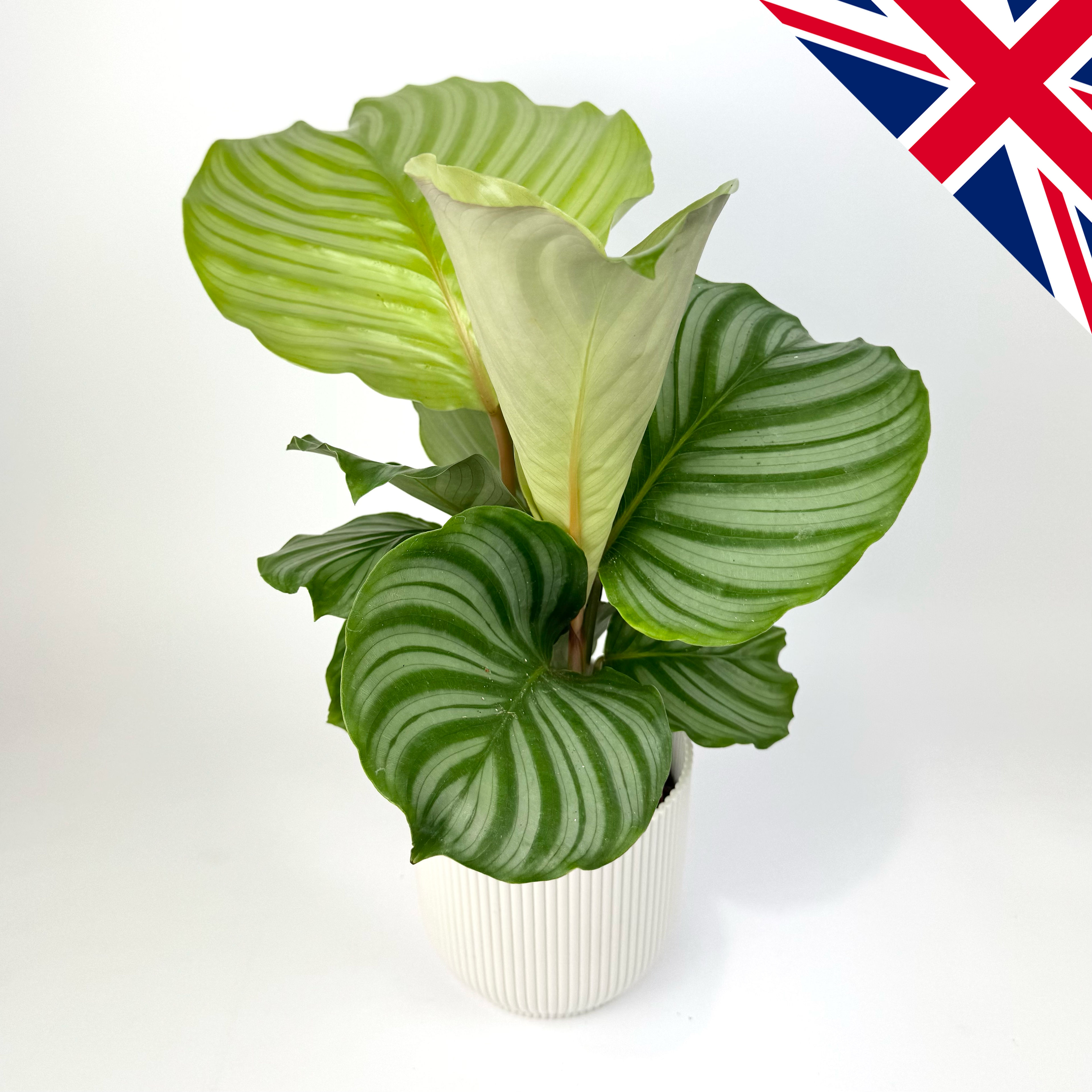 Calathea Orbifolia 12cm British Grown Houseplant