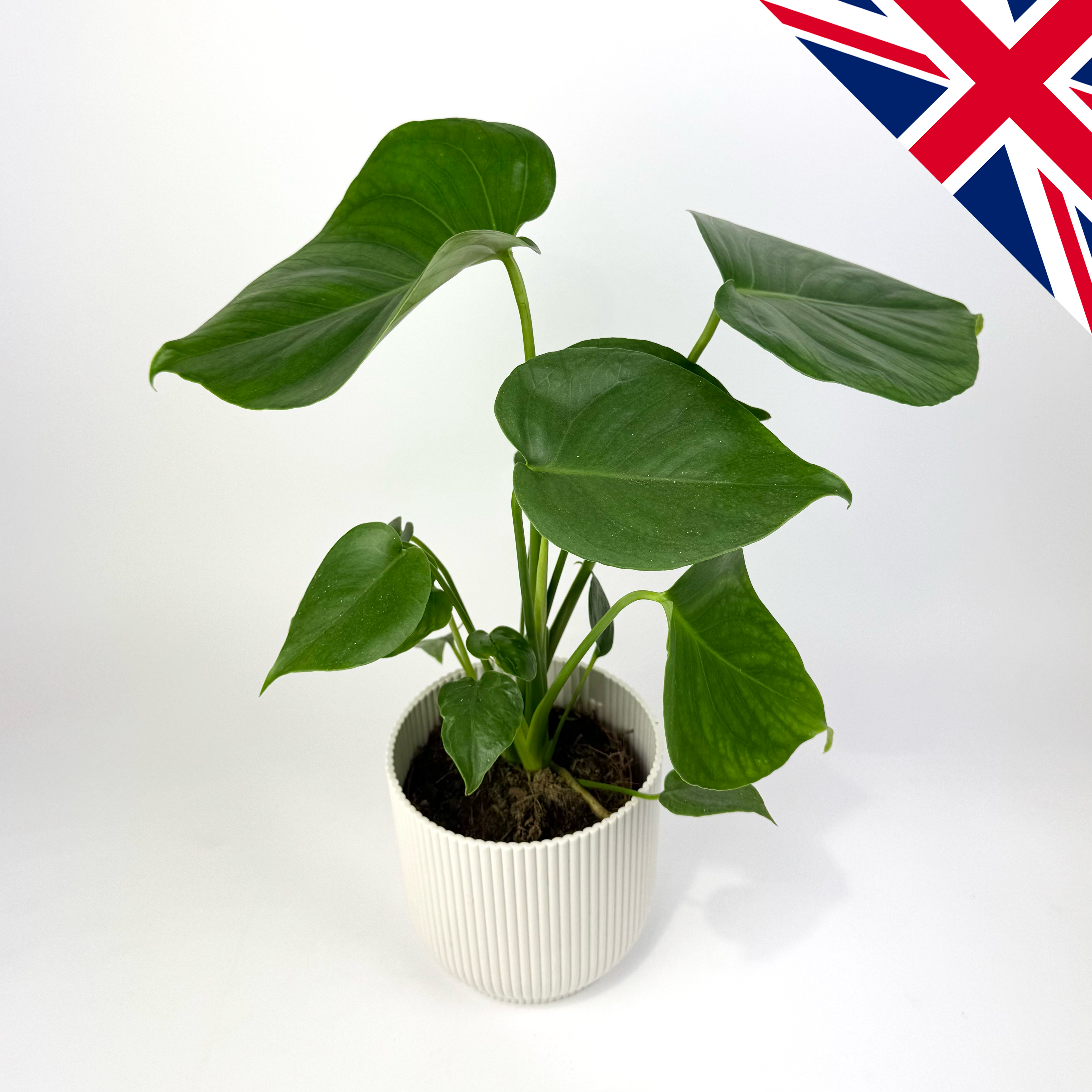 Monstera Deliciosa 12cm British Grown Houseplants
