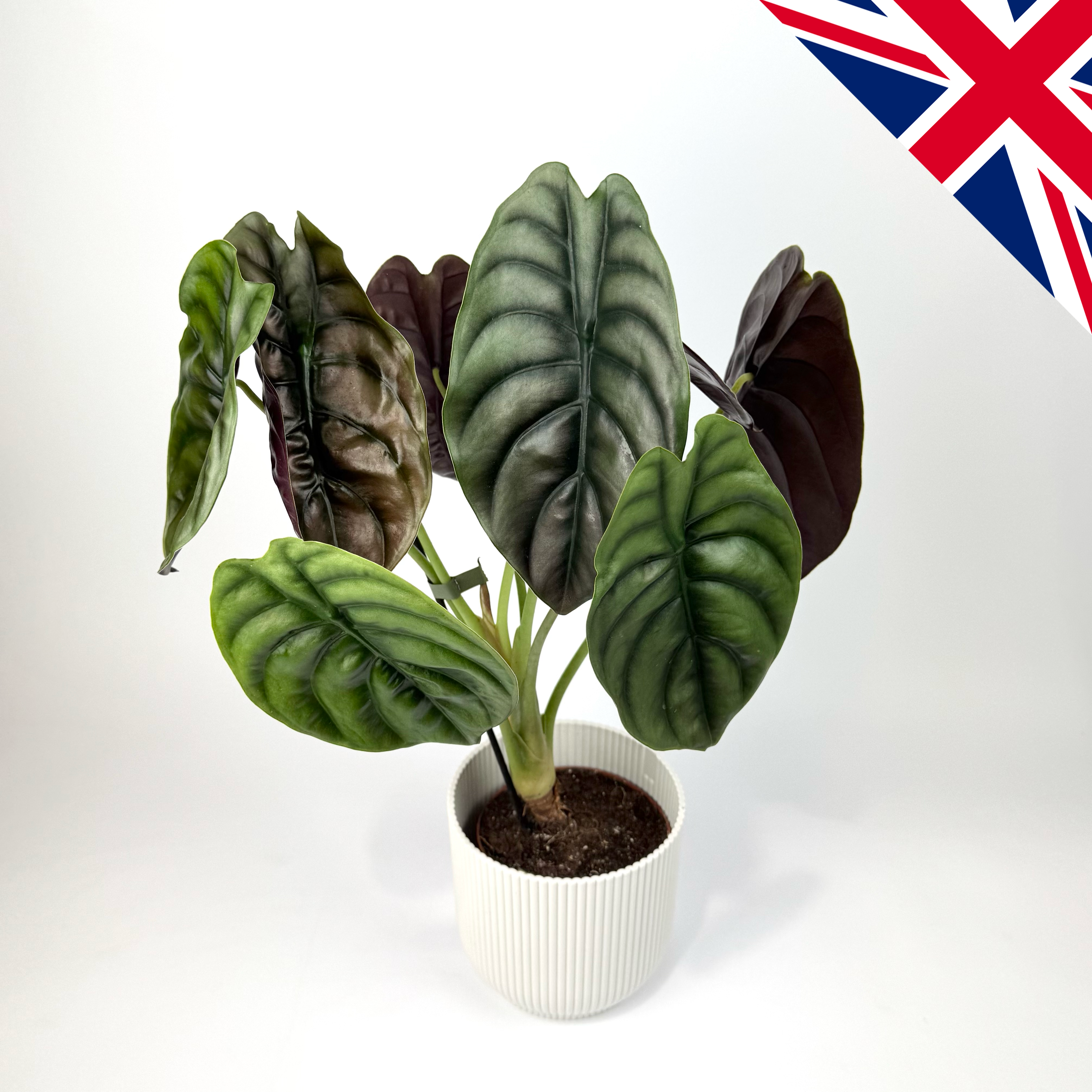 Alocasia Red Secret 12cm British Grown Houseplant