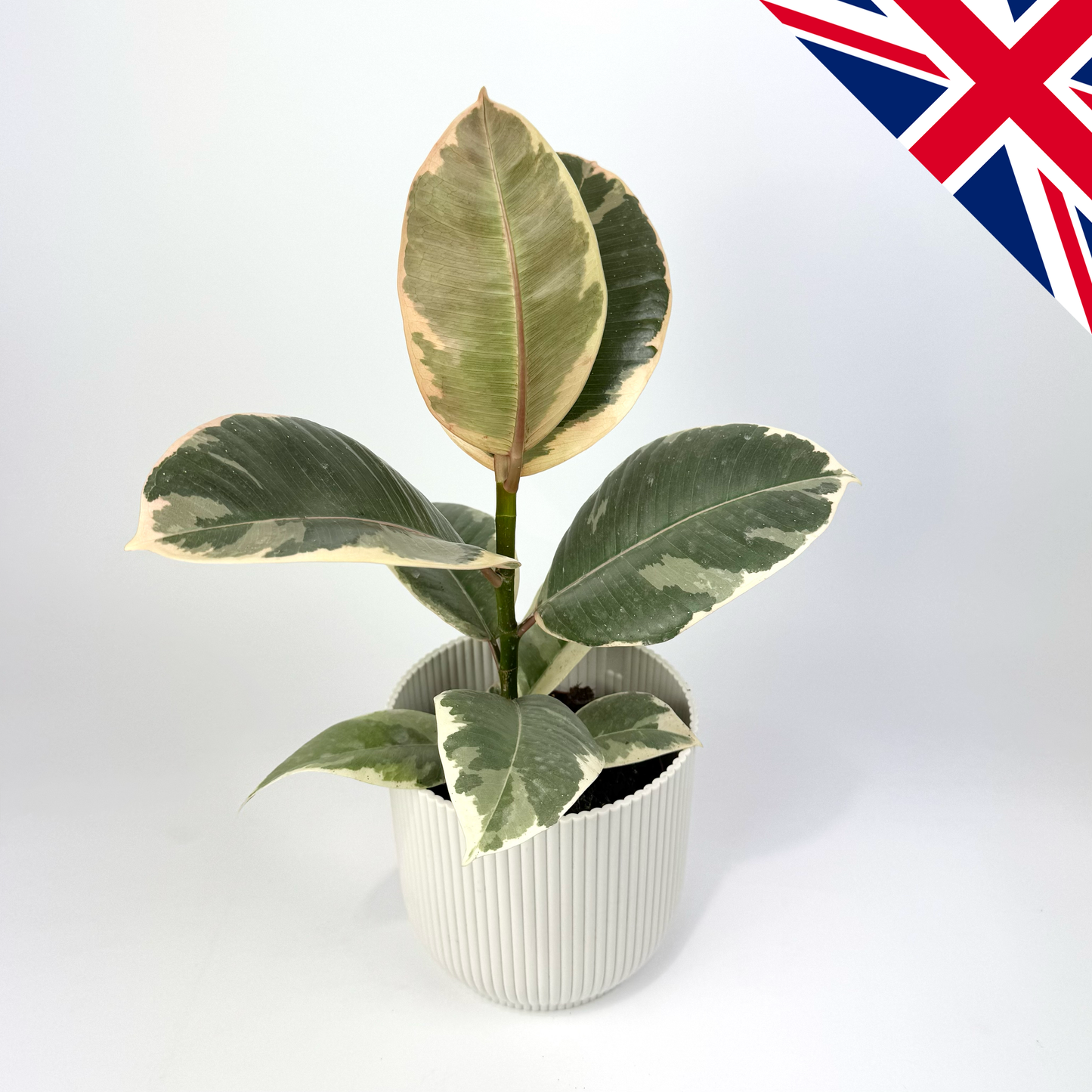Ficus Elastica Tineke 12cm British Grown Houseplant