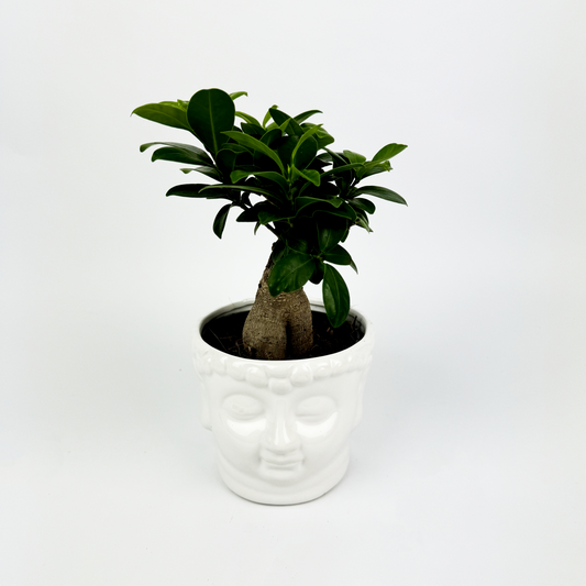 Ficus Ginseng in White Buddha Pot