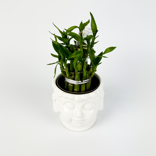 Lucky Bamboo Plant With White Pot