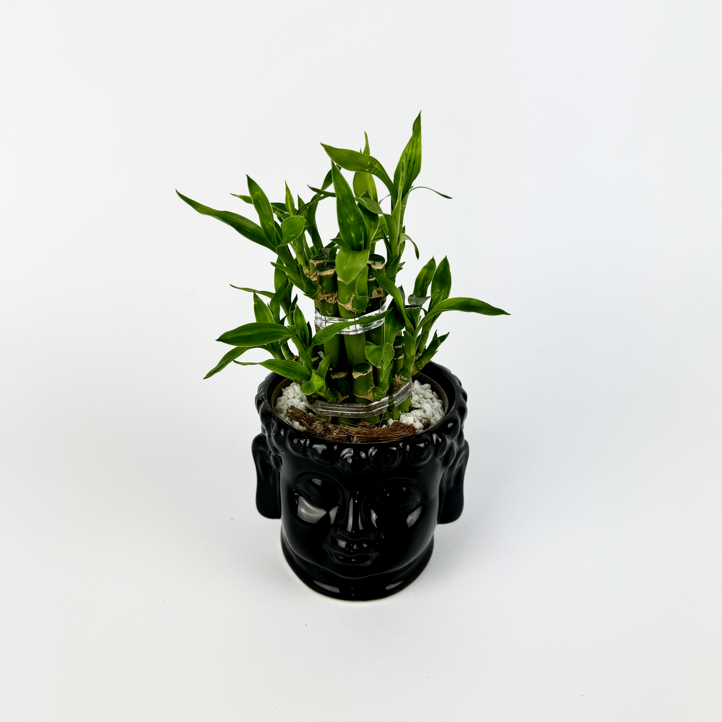 Lucky Bamboo Plant With Black Pot