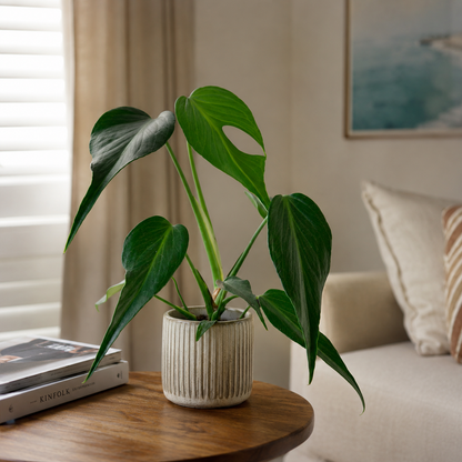 Monstera Burle Marx Flame 12cm Houseplant