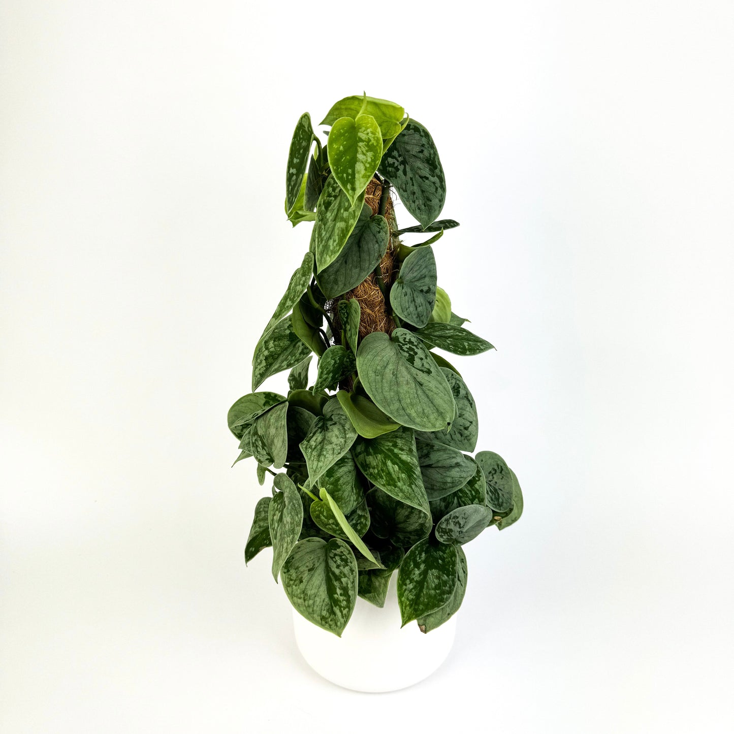 Scindapus Silvery Ann Mosspole Houseplant