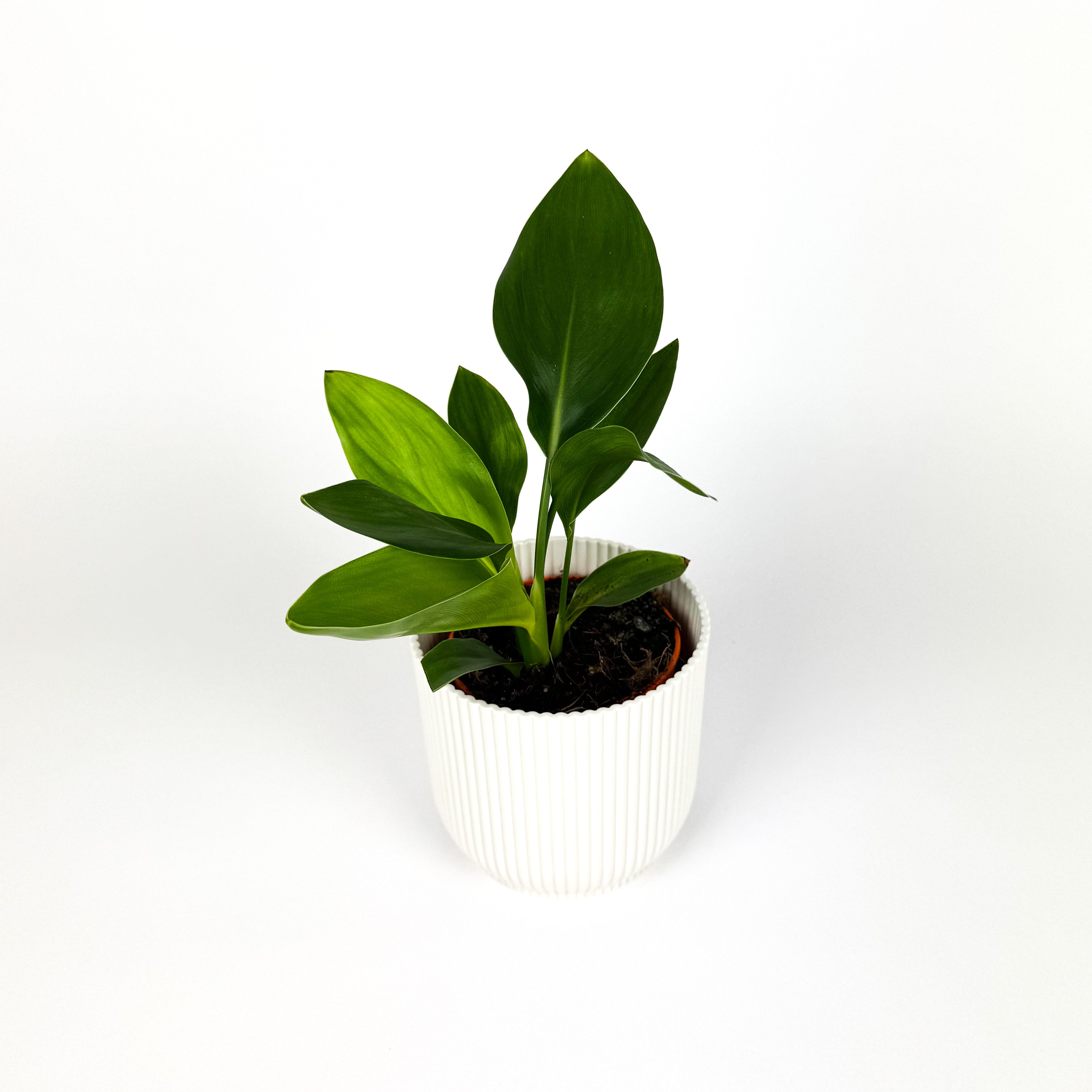 Mini Bird Of Paradise Houseplant