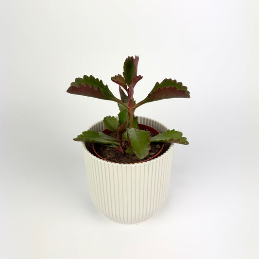 Kalanchoe Pinatum 8.5cm Houseplant
