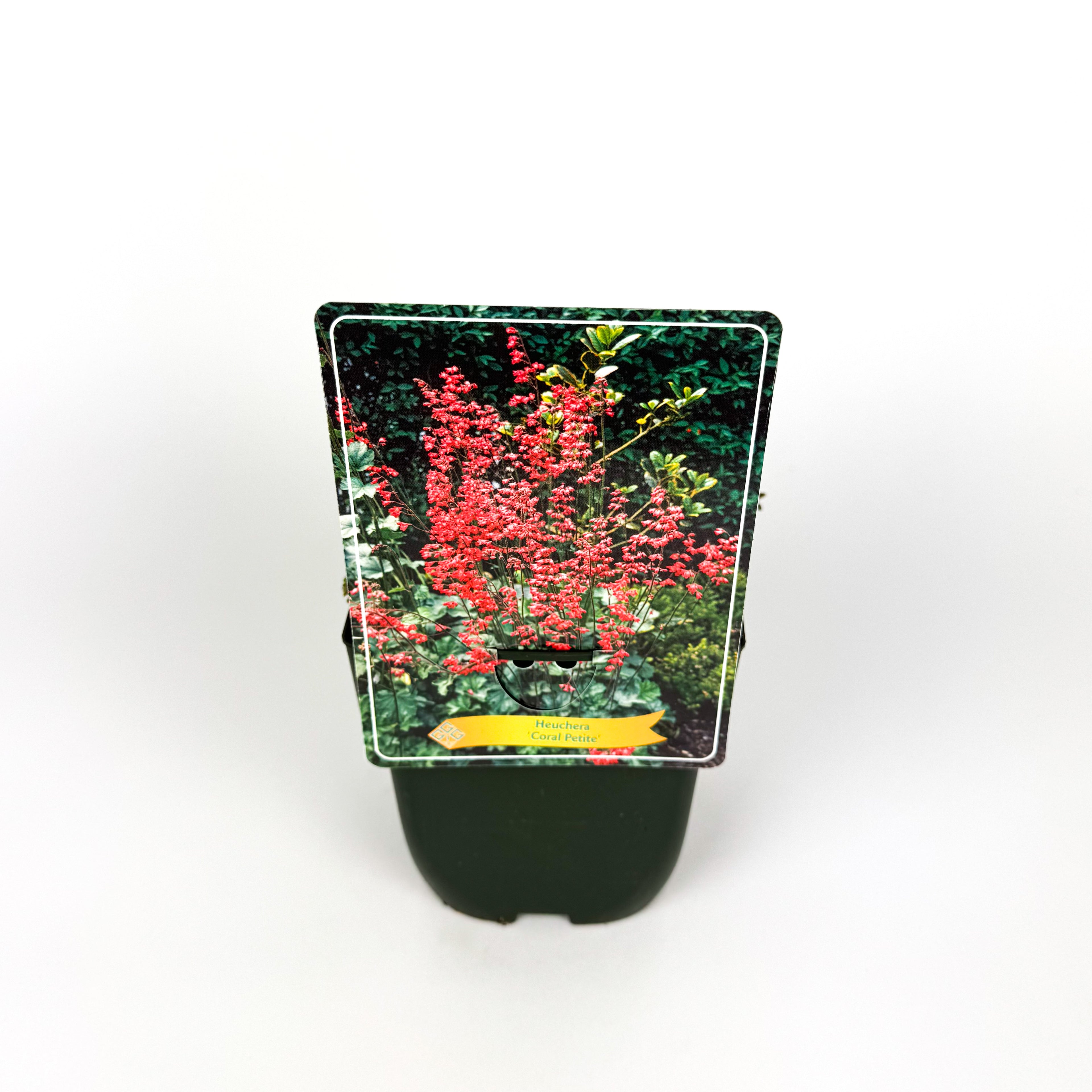 Heuchera Coral Petite Outdoor Plant