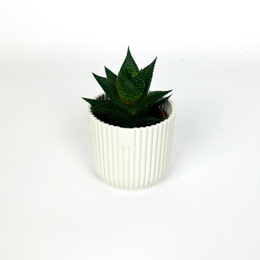 Mini Haworthia Limifolia Houseplant