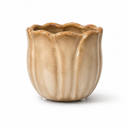Desk Buddy Plant & Pot Bundle