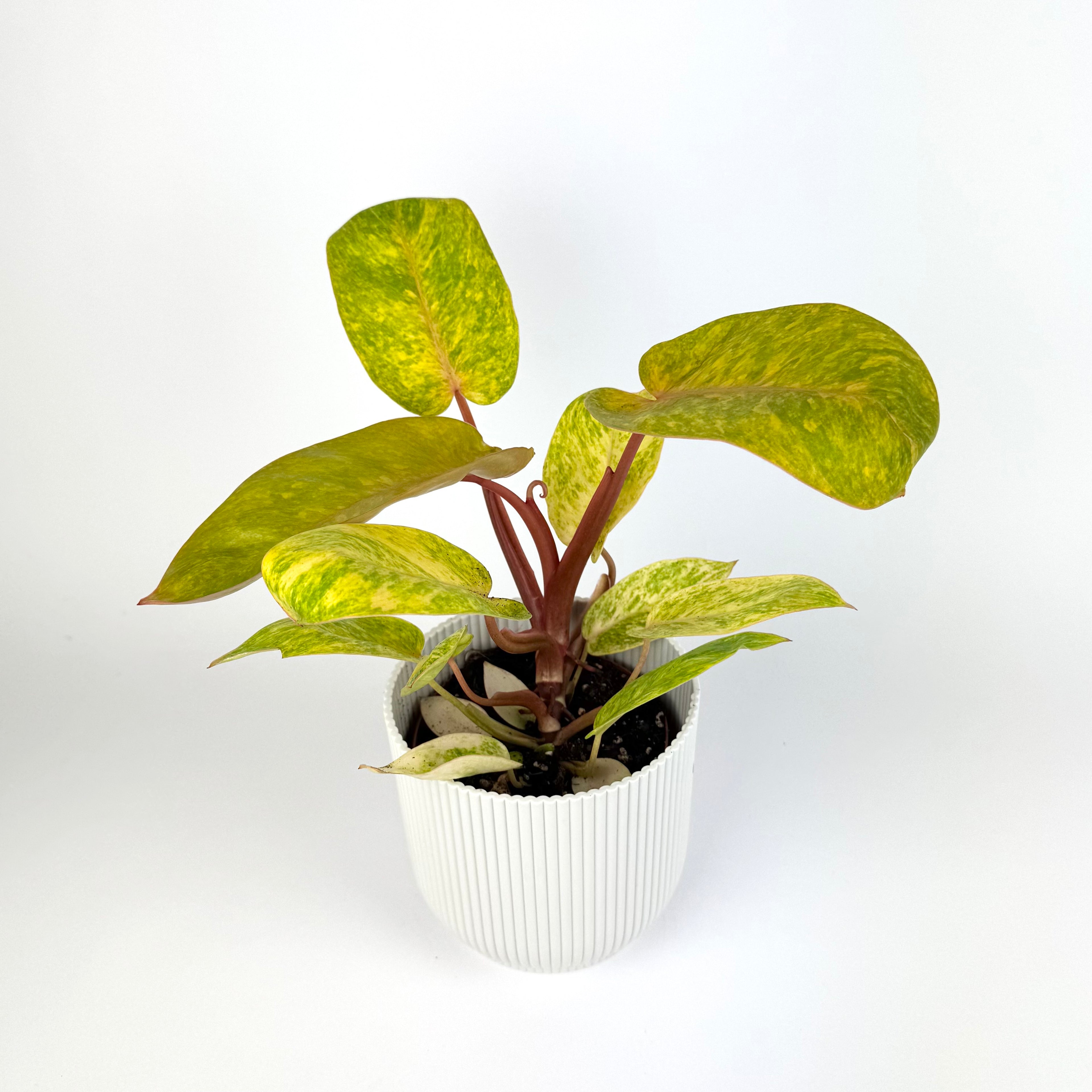 Philodendron Painted Lady Indoor Houseplant