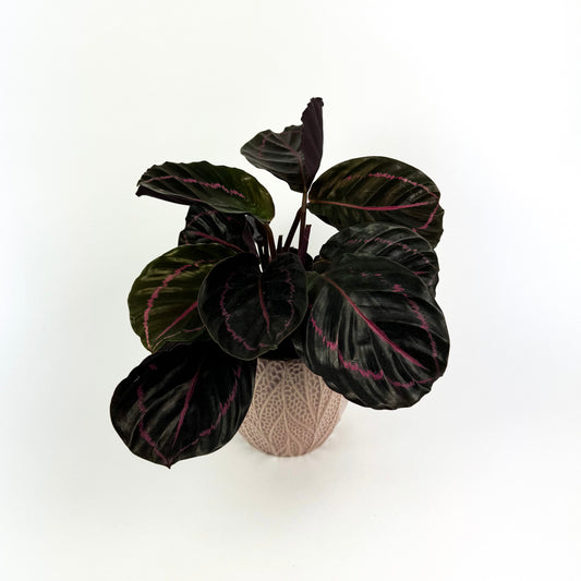 Calathea Dottie With Ceramic Houseplant