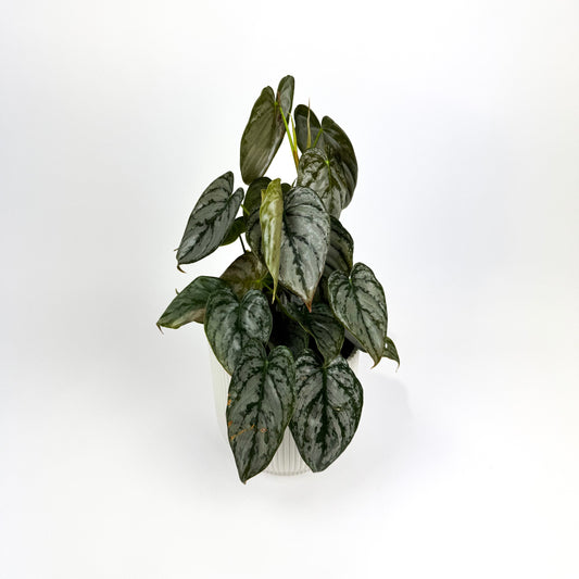 Philodendron Brandtianum Houseplant